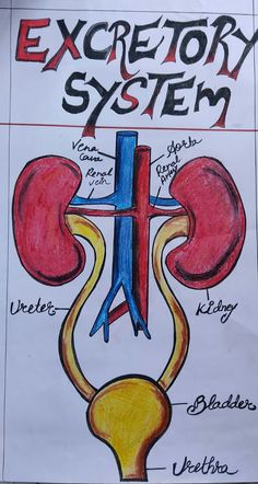 a drawing of an excretory system on paper