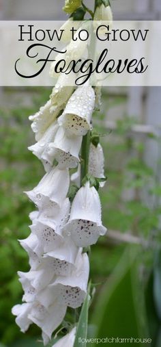 white flowers with text overlay how to grow foxgloves in the garden