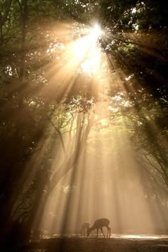 a deer grazing in the middle of a forest with sunbeams shining down on it