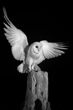 an owl is perched on top of a tree stump in the dark with its wings spread