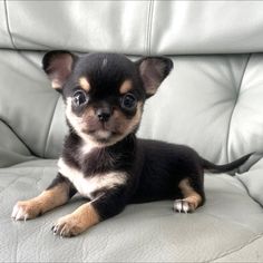 a small black and brown dog sitting on top of a couch