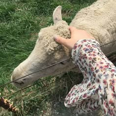 a person petting the head of a sheep