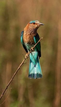 a colorful bird sitting on top of a tree branch