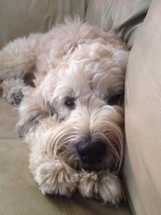 a small white dog laying on top of a couch with its head resting on the pillow