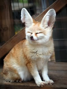 a small brown and white dog sitting on top of a wooden floor next to a fence