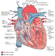 an image of the heart with labels on it