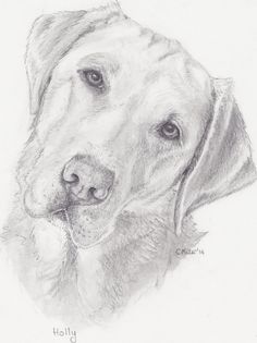 a pencil drawing of a dog's face