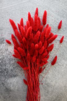 "Lagurus Flower Bush. Make your statement with natural lagurus. Home decor projects come alive with this stunning accent. arrangements your friends and guests will notice and remember. One bush 23\"-29\" tall Color: Red" Flower Bush, Dried Flowers Wedding, Bunny Tails, Bunny Tail, Home Decor Projects, Flowers Wedding, Decor Project, Dried Flowers, Wedding Flowers