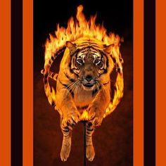 a tiger standing on a stick in front of a fire