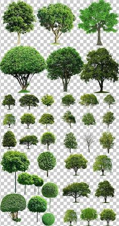 various types of trees and shrubs on a transparent background