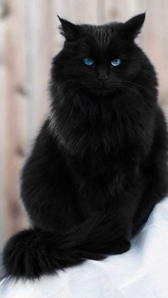 a black cat with blue eyes sitting on top of a table