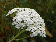 the white flowers are blooming in the field