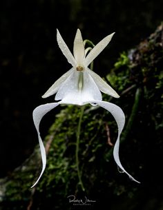 a white flower with long, thin petals in front of a mossy tree trunk