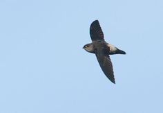 a black and white bird flying in the sky