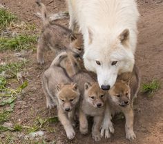 an adult white wolf standing next to two baby puppies in the dirt and grass