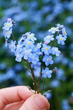 small blue flowers are being held up by someone's hand in the foreground