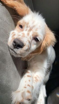 a brown and white dog laying on top of a couch next to a persons hand