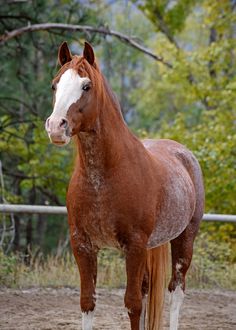 a brown and white horse standing on top of a dirt field next to a forest