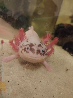 a close up of a small animal in a tank