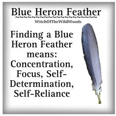 blue heron feather with the words finding a blue heron feather means concentration, focus, self determination, self reliance