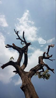 an image of a tree that has been cut down with the sky in the background