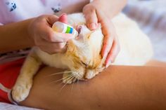 a person is holding a cat with a toy in it's mouth and touching its paw