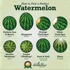 how to pick a perfect watermelon for every type of fruit you've ever picked