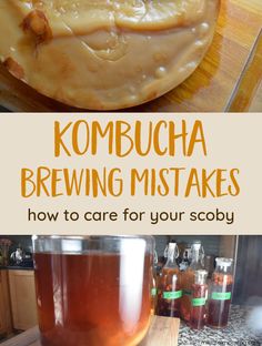 kombucha brewing makes how to care for your scoby in the kitchen