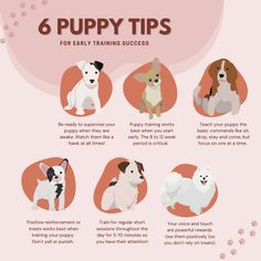 six puppy tips for every training dog in the world to learn how to train them