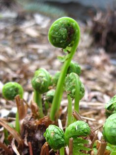 small green plants sprouting from the ground