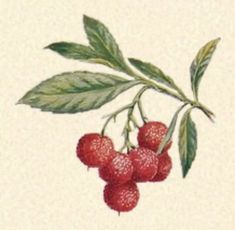 a branch with berries and leaves on it