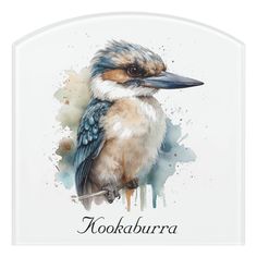 a watercolor painting of a kookaburra bird on a white background with the words koolaburra written below it