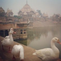 two white ducks standing on the edge of a body of water with buildings in the background