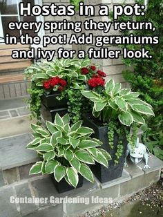 two potted plants sitting next to each other on top of a stone step with the caption, hostas in a pot every spring they return, in the pot add geraniums and ivy for a