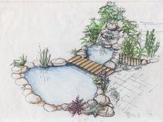 a drawing of a small pond with rocks and plants