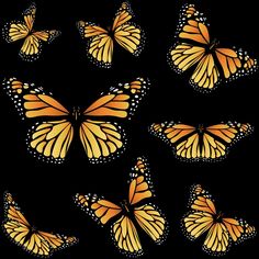 a group of orange butterflies on a black background