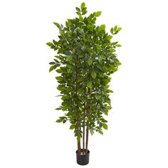 a tall potted plant with green leaves on it's top, in front of a white background