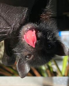 a black bat with its tongue hanging out