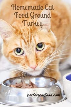 an orange tabby cat eating out of a silver bowl with the caption homemade cat food ground turkey