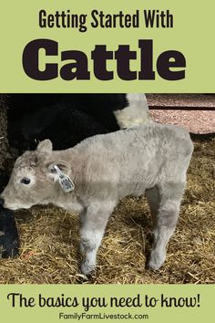 a baby cow standing next to an adult cow on top of dry grass with text reading getting started with cattle the basics you need to know