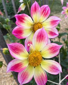 three pink and yellow flowers in a garden