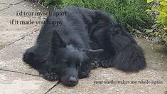 a large black dog laying on top of a sidewalk