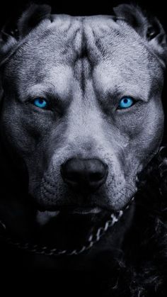 a dog with blue eyes is shown in this black and white photo, it looks like he's wearing a chain around his neck