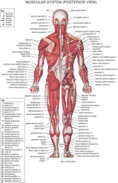 Female Back Muscles, Human Body Diagram, Human Body Muscles, The Muscular System, Muscle Diagram, Muscle System, Human Body Organs, Body Diagram