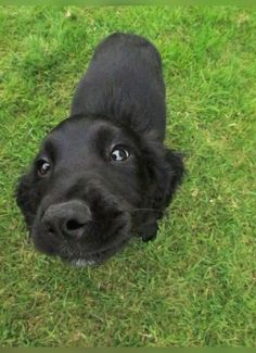 a black dog is looking up at the camera