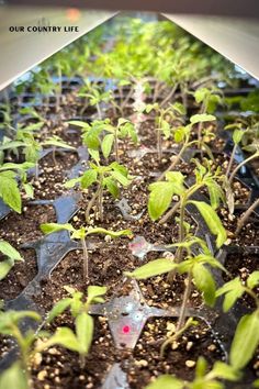 the plants are growing in the plastic trays