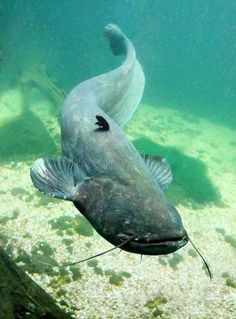 a large fish swimming in the water