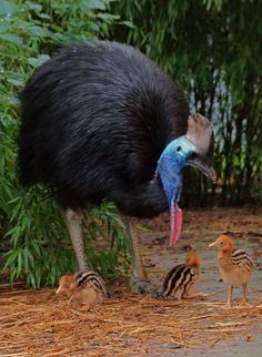 an ostrich and her chicks are standing on the ground in front of some bushes