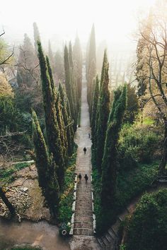 two people walking down a path in the middle of a forest filled with tall trees