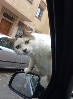 a white cat standing on the side mirror of a car